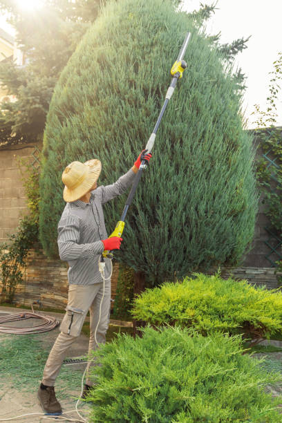 Best Tree Care Services  in Cashmere, WA